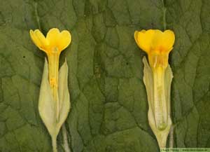 Gullviva, Primula veris